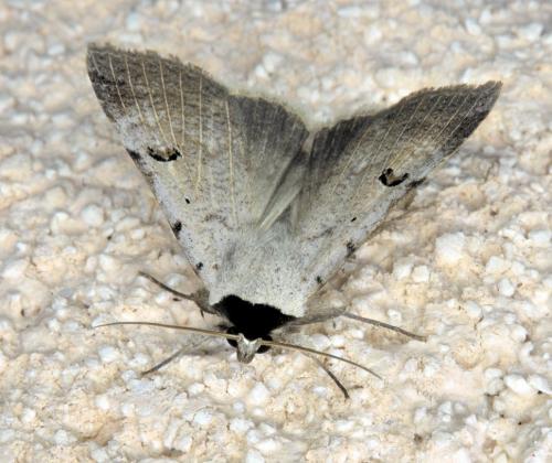 Lygephila viciae